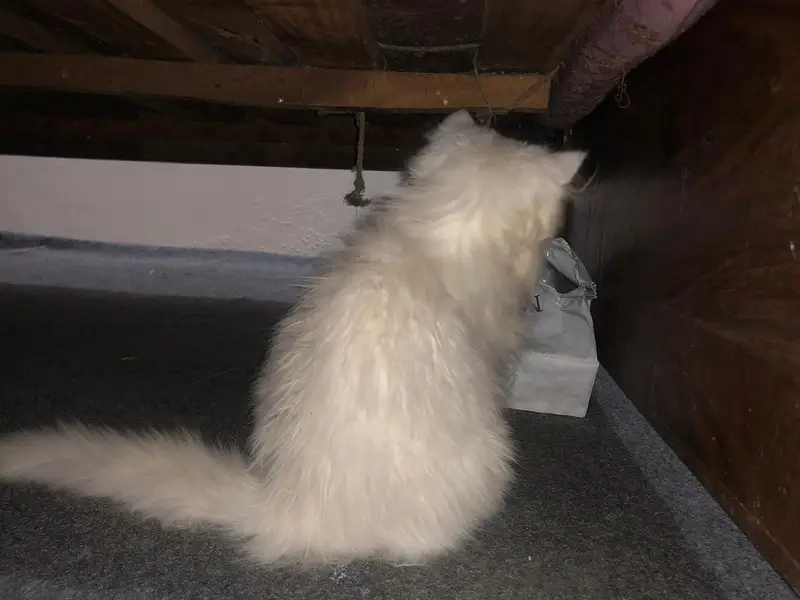 Persian cat  3135443836 — photo 5