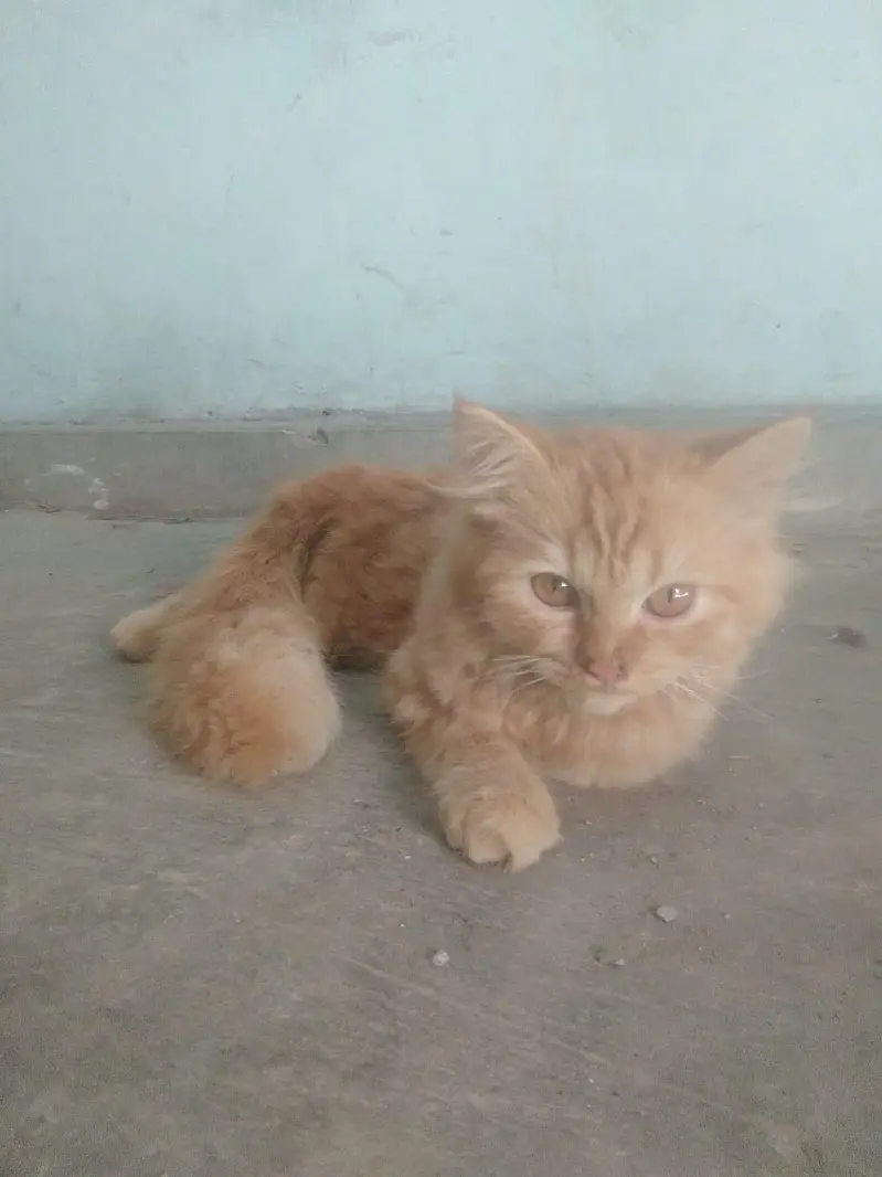 بہت اچھا بلا ہے — photo 4