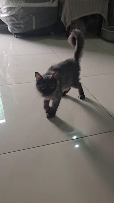 sale for persian cat