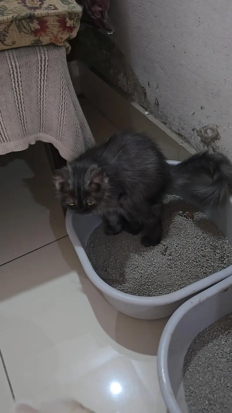 sale for persian cat — photo 2