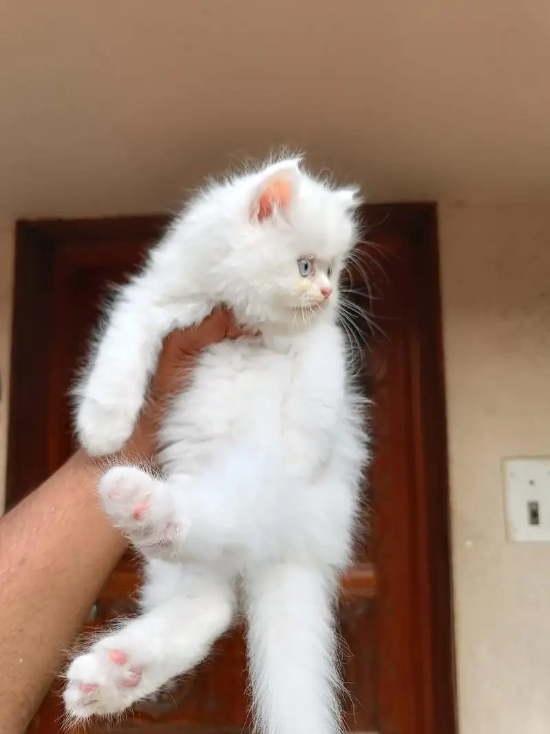 Persian cat and kitten available WhatsAp o34o143oo37 — photo 2