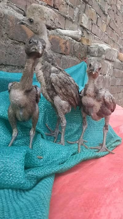 Black Dragon chicks