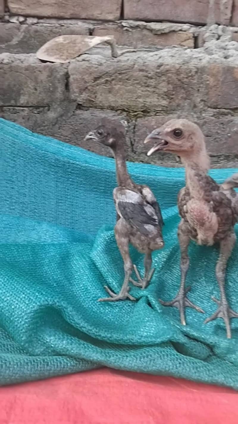 Black Dragon chicks 1