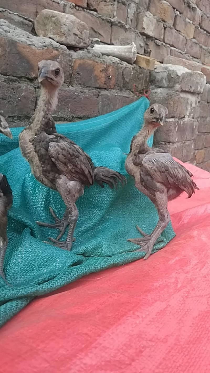 Black Dragon chicks 2