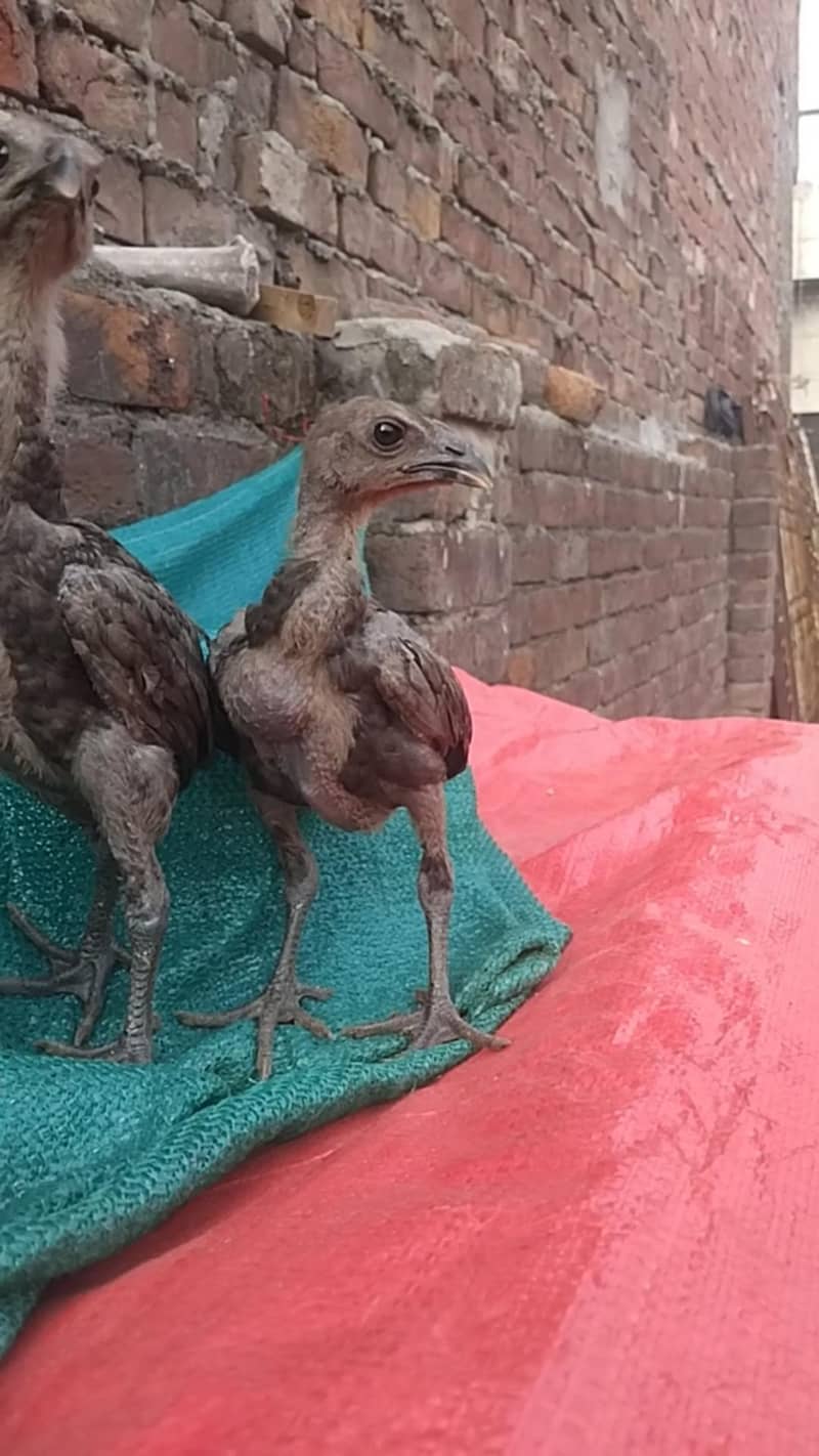 Black Dragon chicks 3