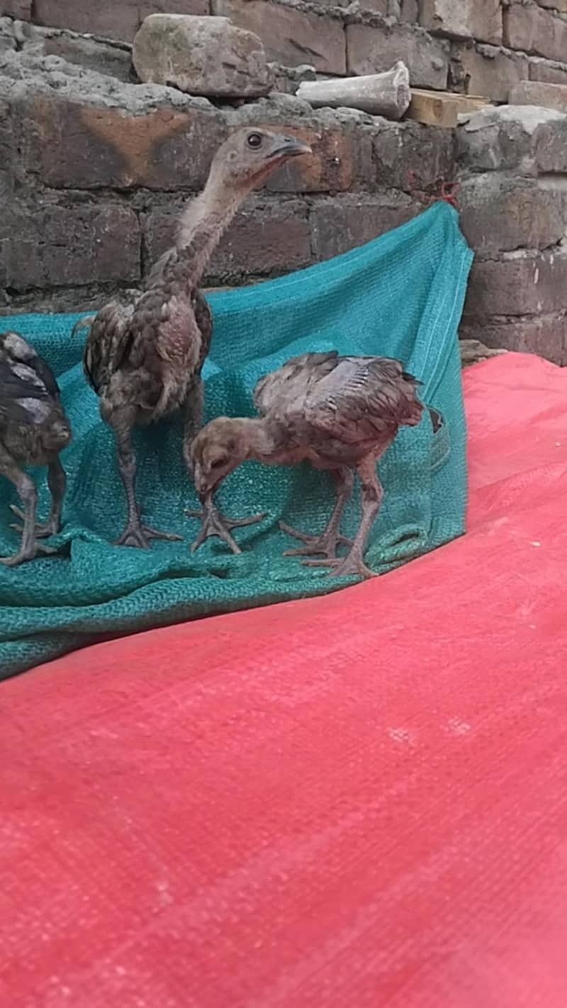Black Dragon chicks 4