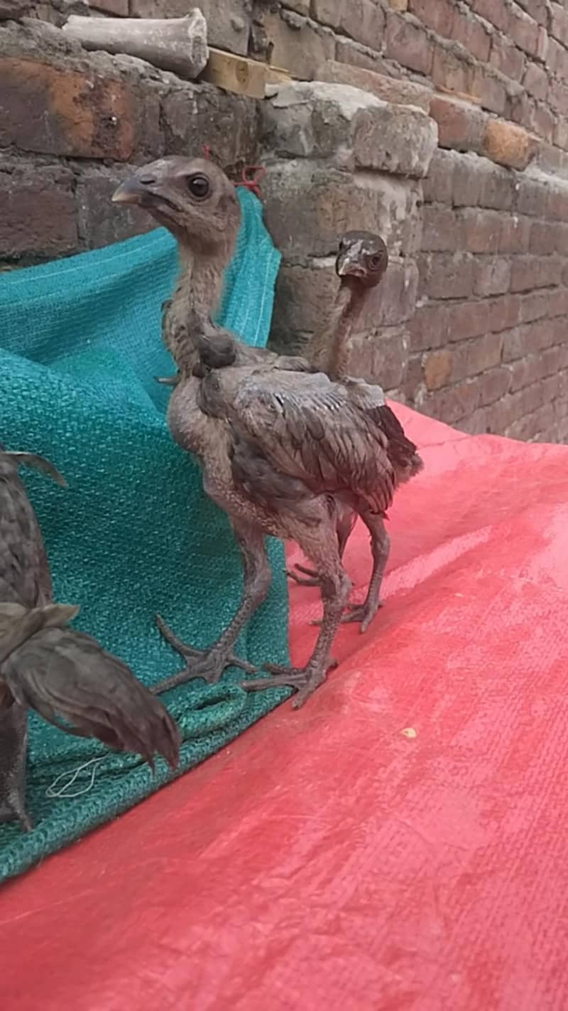 Black Dragon chicks 5