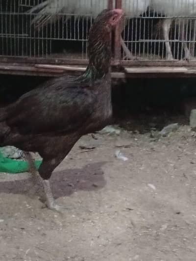 Turkey trio and. chicks available and aseel mirsri hens available