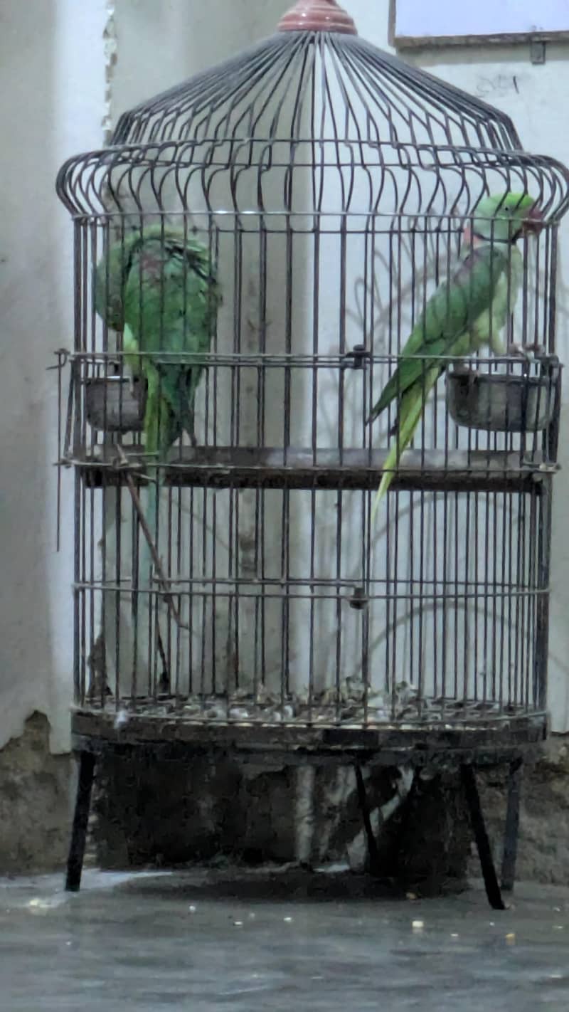 row paroot pair 0