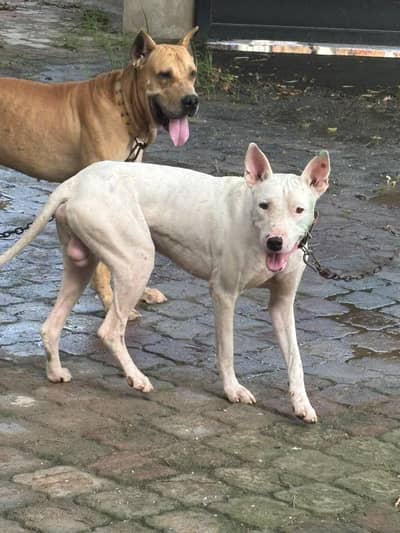 kohati Gultair dog