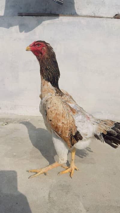 Japanese Shamo Breeder Aseel Female Madi Murgi Available 03098573144