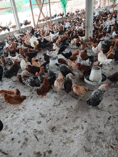golden misri / desi hens / misri hens / golden misri pathi