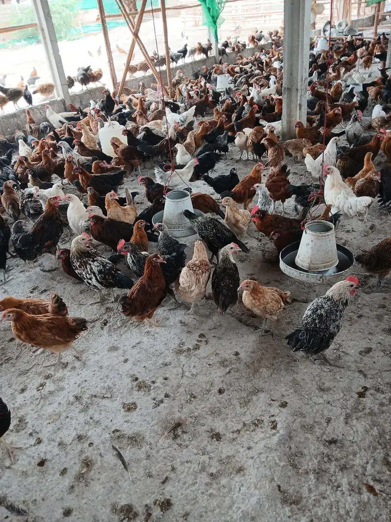 golden misri / desi hens / misri hens / golden misri pathi