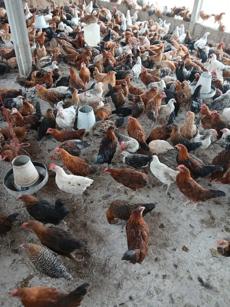 golden misri / desi hens / misri hens / golden misri pathi — photo 2