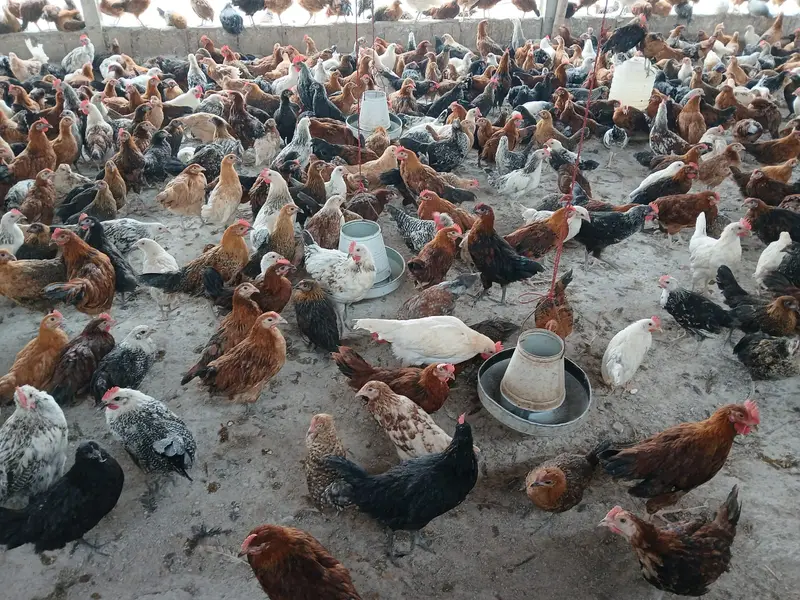 golden misri / desi hens / misri hens / golden misri pathi — photo 3