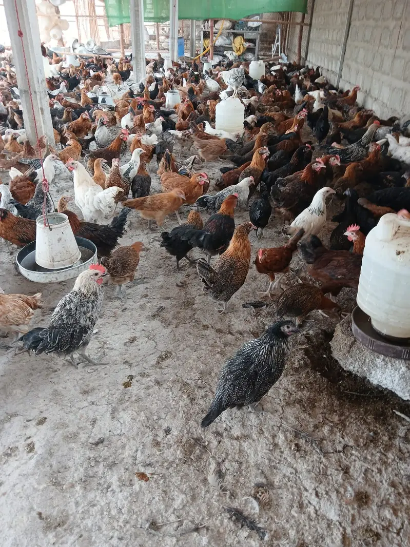 golden misri / desi hens / misri hens / golden misri pathi — photo 4