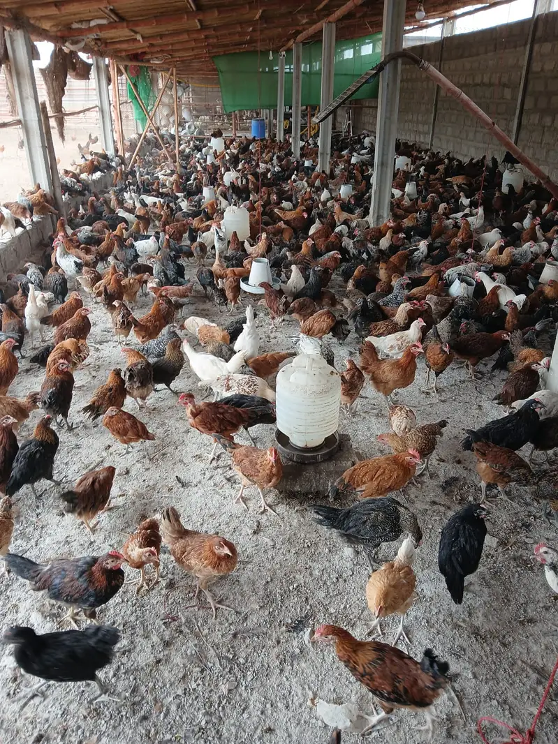 golden misri / desi hens / misri hens / golden misri pathi — photo 5
