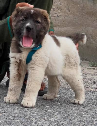 King Alabai Puppy  | Alabai dog | Security dog | Alabai male dog