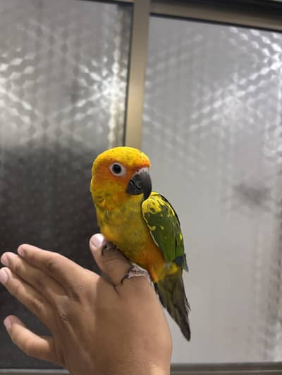 Sun Conure Hand tame