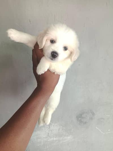 cute healthy toys breed podal puppy avilbal