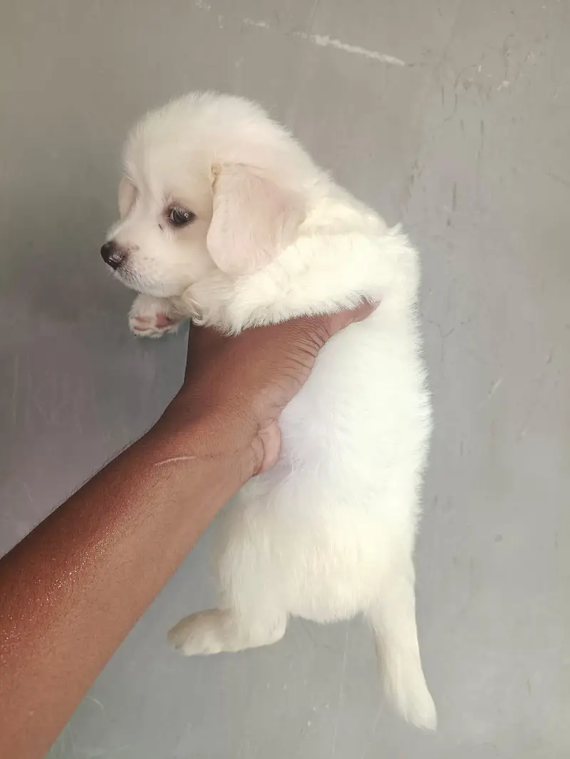 cute healthy toys breed podal puppy avilbal — photo 2