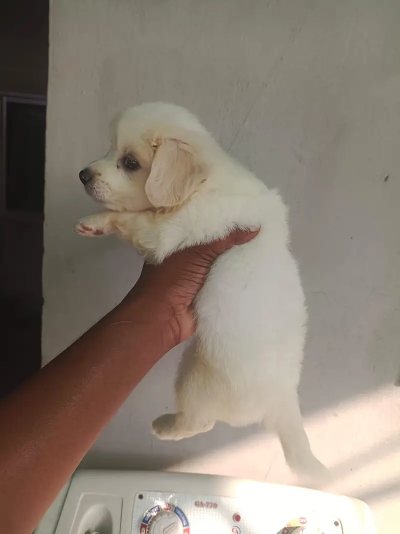 cute healthy toys breed podal puppy avilbal — photo 3