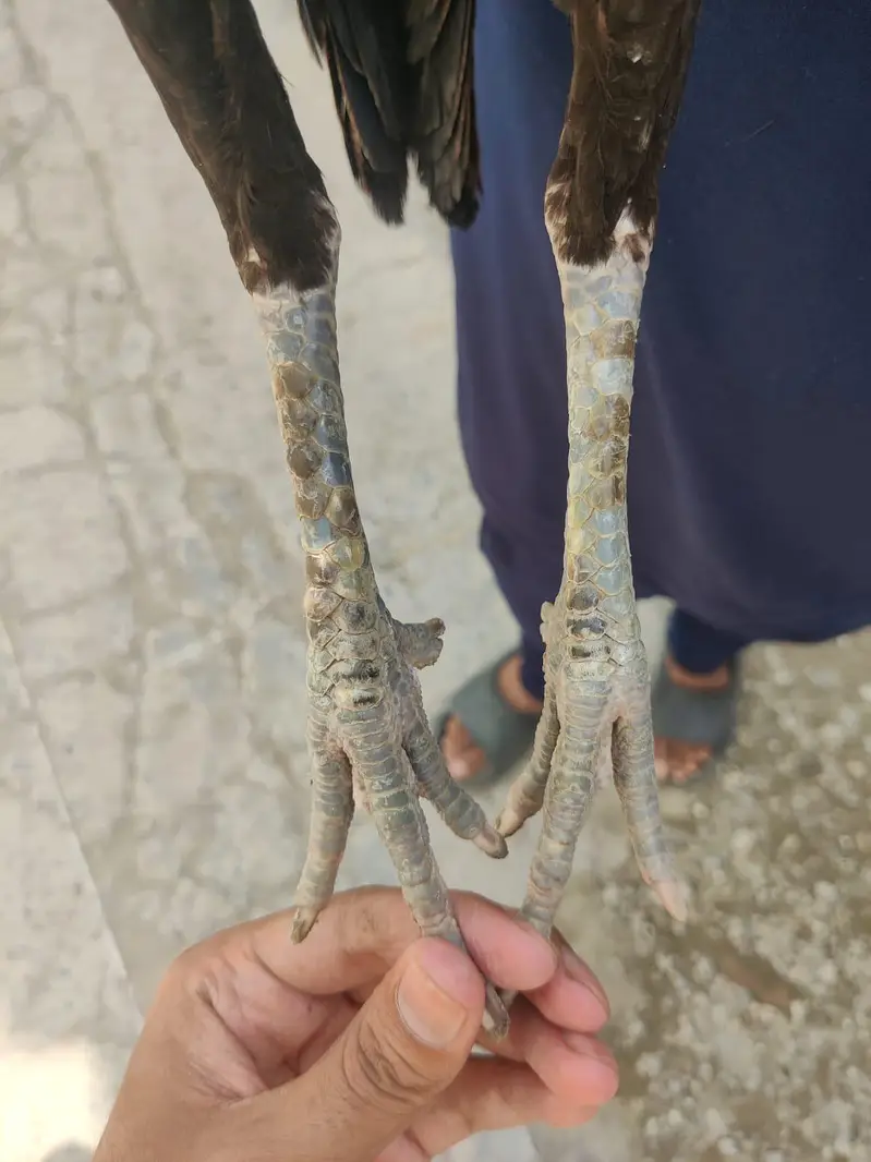 Thai aseel murgi for sale — photo 3