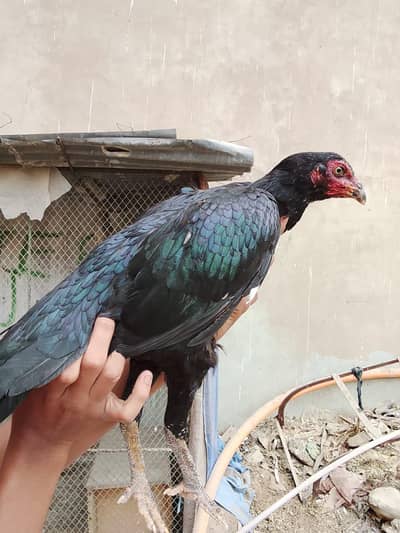 Masallah se high quality lasani female he