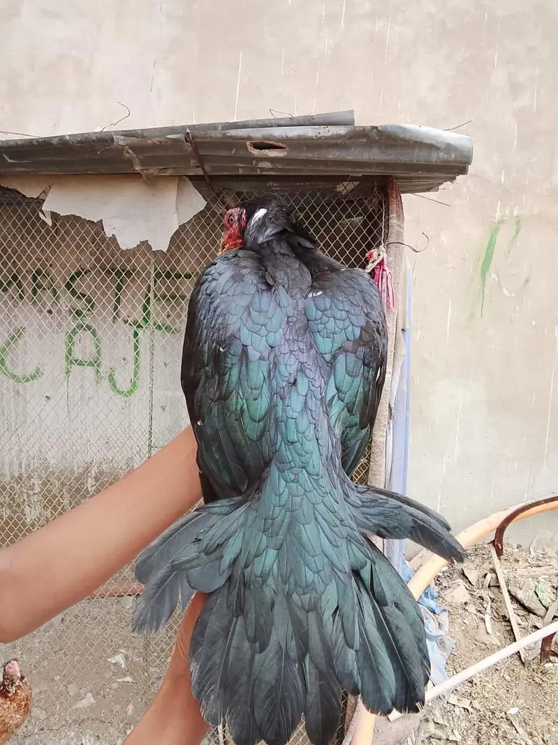 Masallah se high quality lasani female he — photo 2