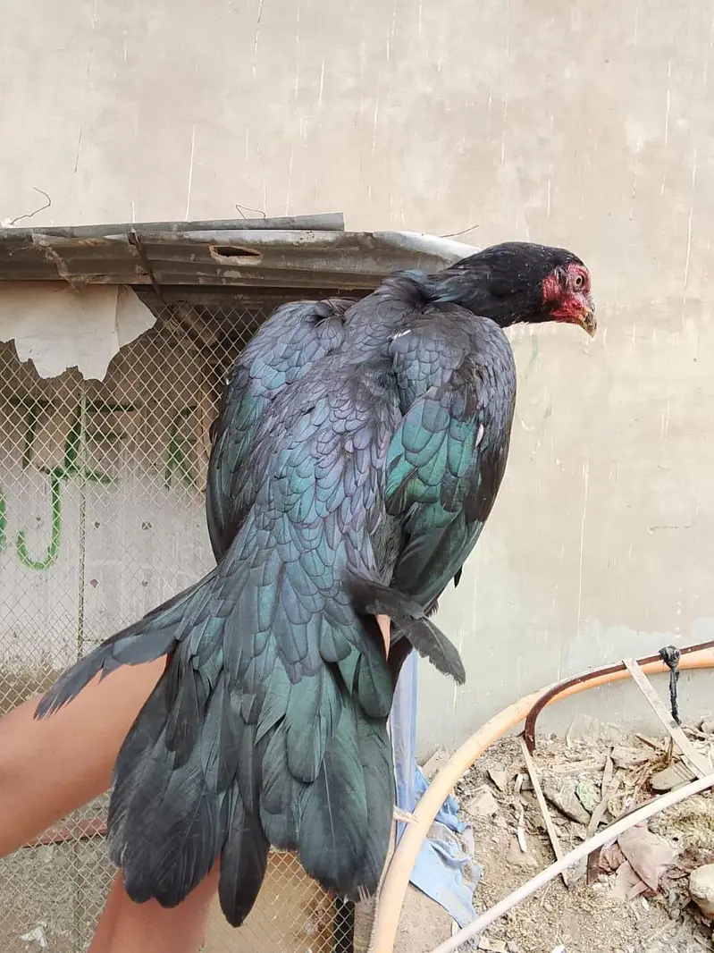 Masallah se high quality lasani female he — photo 4