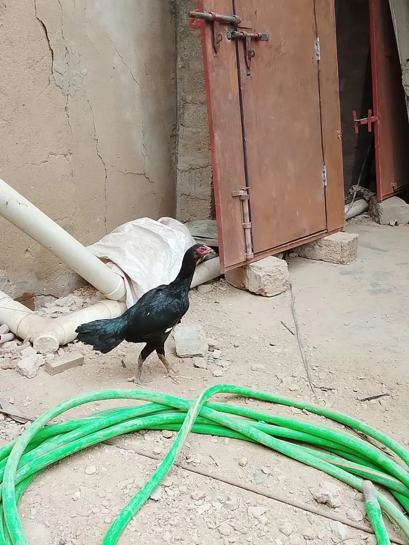 Masallah se high quality lasani female he — photo 5