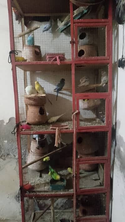Australian birds 20 Tote Hain Ek Pinjra 6 Foot length hight 2 foot ch
