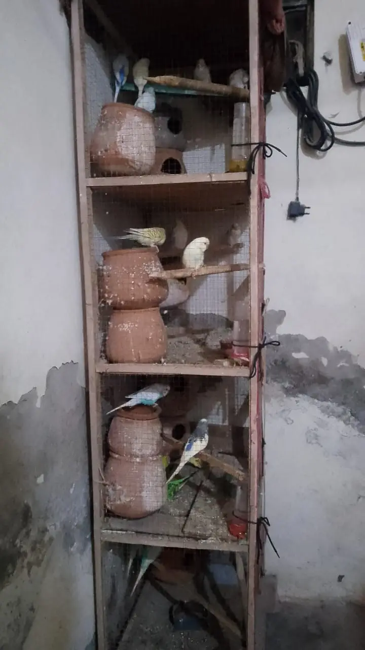 Australian birds 20 Tote Hain Ek Pinjra 6 Foot length hight 2 foot ch — photo 2