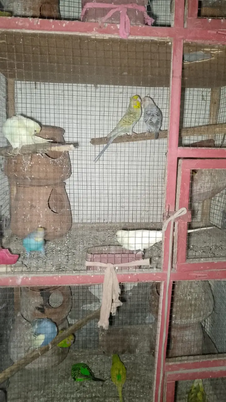 Australian birds 20 Tote Hain Ek Pinjra 6 Foot length hight 2 foot ch — photo 3