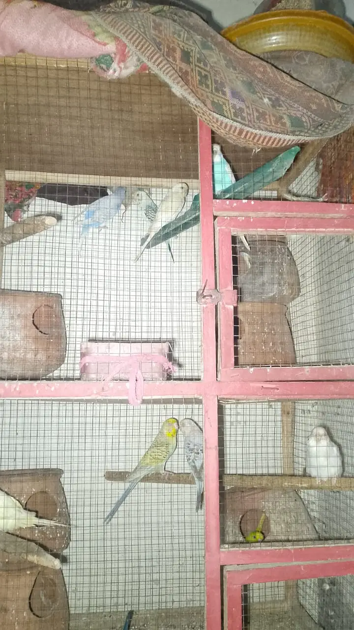 Australian birds 20 Tote Hain Ek Pinjra 6 Foot length hight 2 foot ch — photo 4