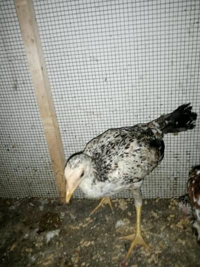urjent Sale aseel  4500 ke 4 chick healthy and active