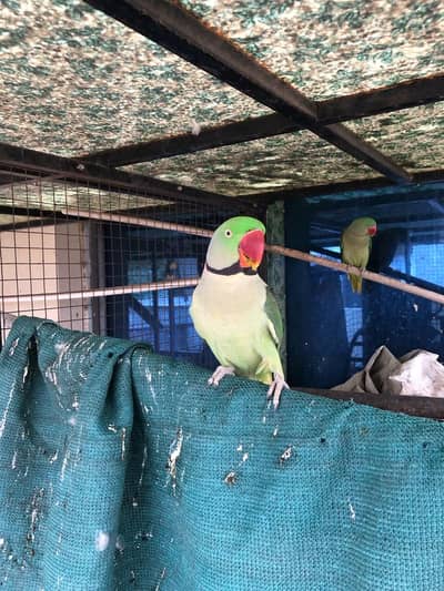 Parrot