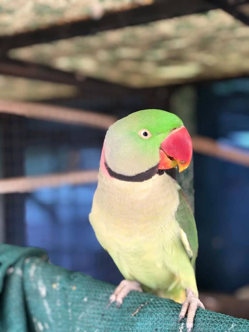 Parrot 1