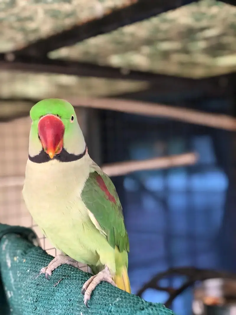 Parrot — photo 3
