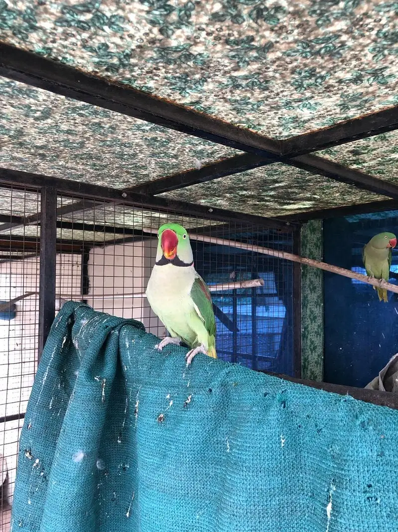 Parrot — photo 4