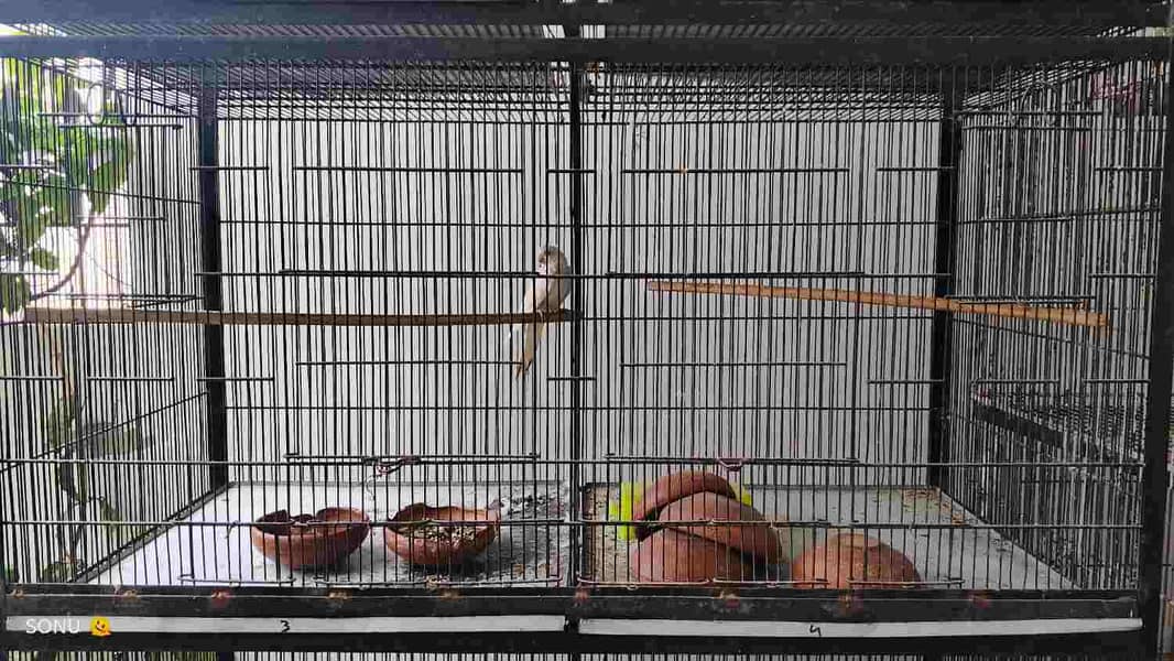 Cages 3