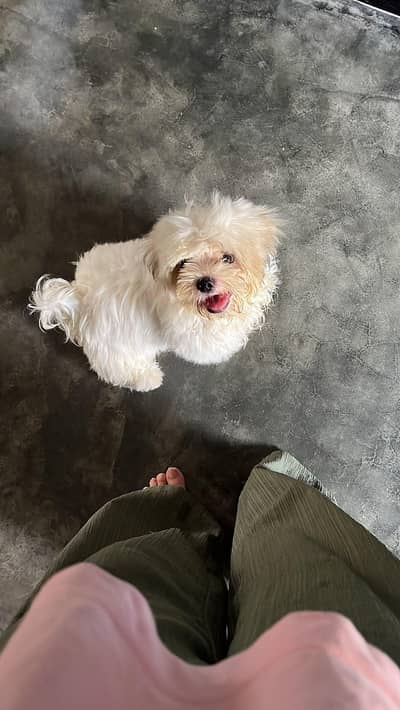 4 months old shitzu fully vaccinated