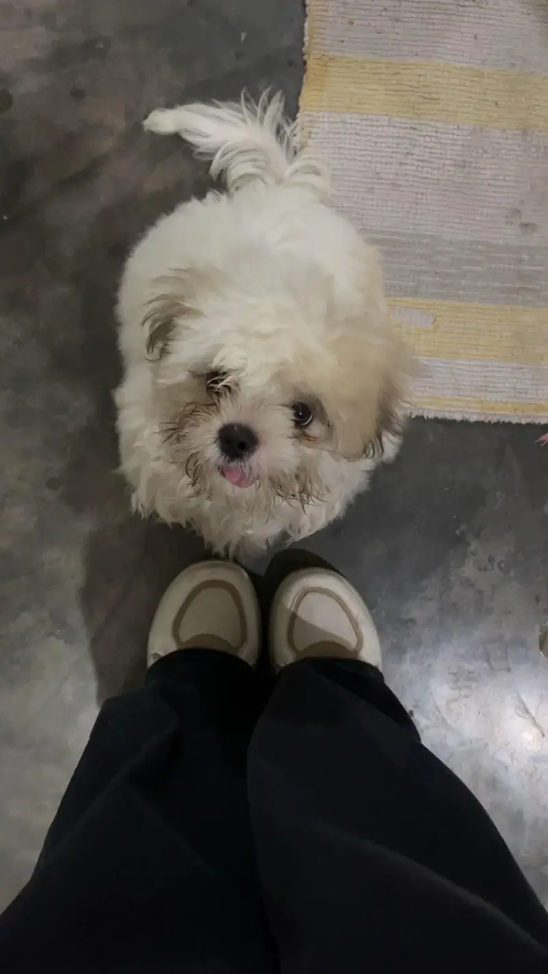 4 months old shitzu fully vaccinated — photo 3
