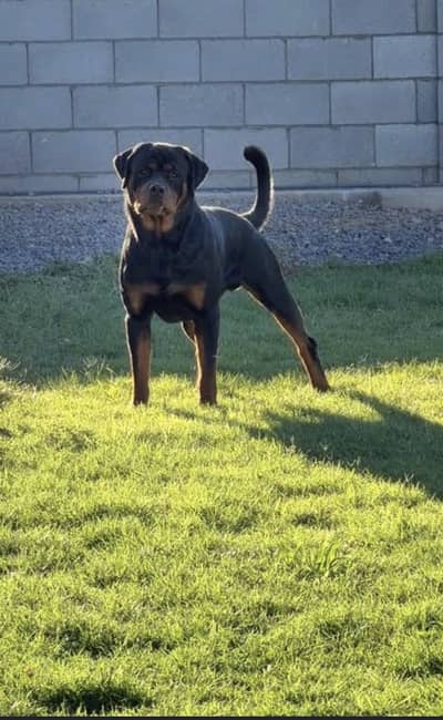 Rottweiler pedigree male