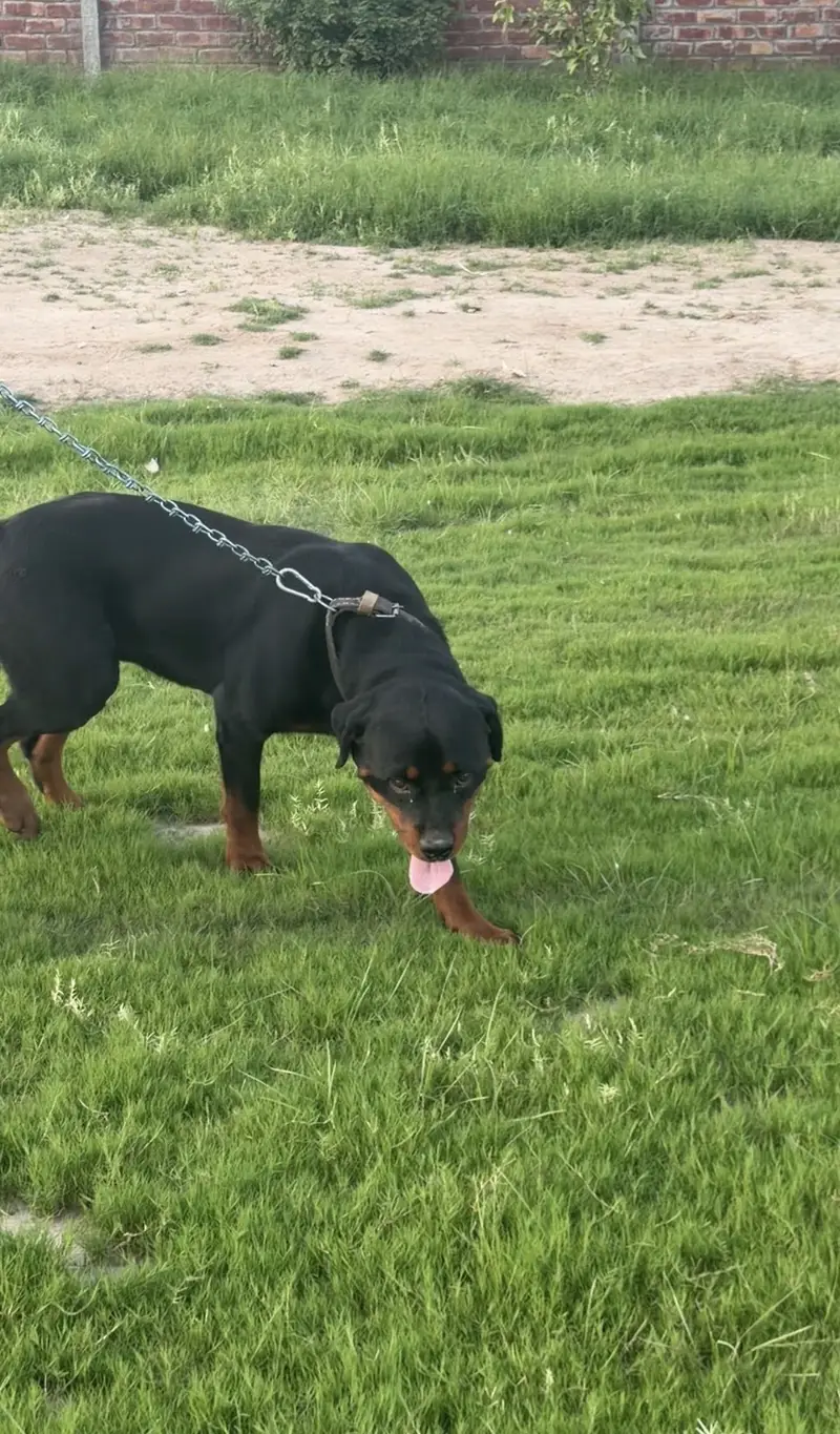 Rottweiler pedigree male — photo 2
