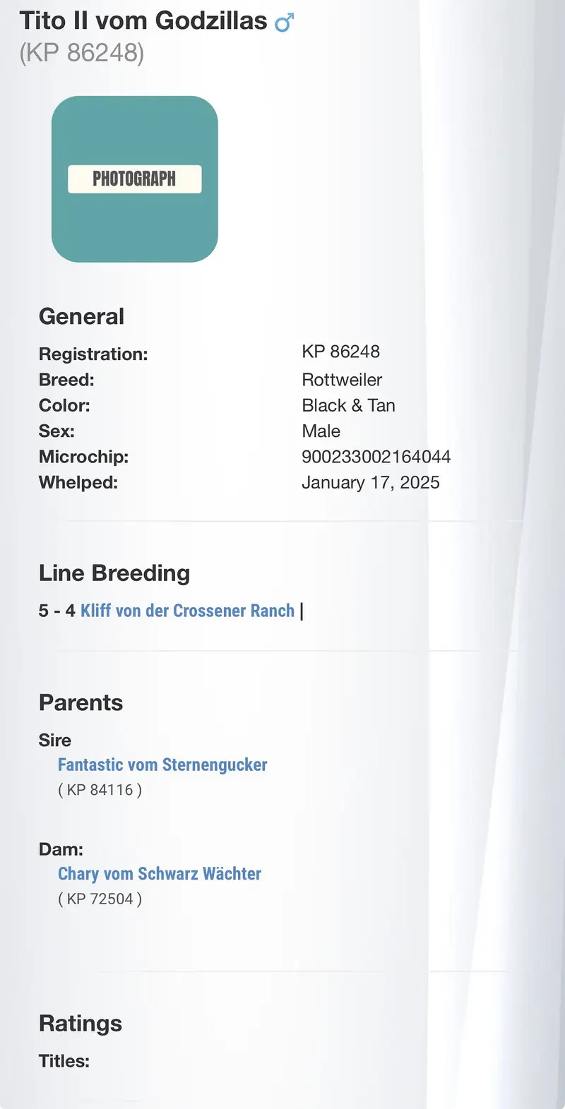 Rottweiler pedigree male — photo 3