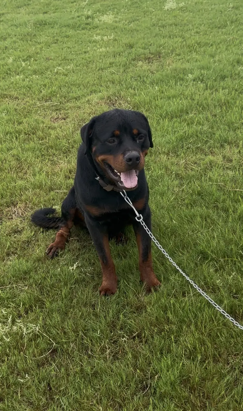 Rottweiler pedigree male — photo 4