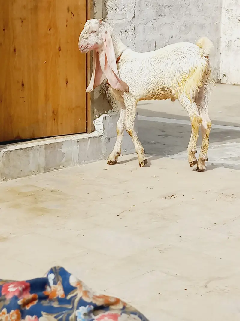 1 gulabi male hn & ek pure taddy male hn  0/3/1/3/1/1/5/1/6/6/9 — photo 2