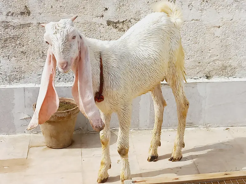 1 gulabi male hn & ek pure taddy male hn  0/3/1/3/1/1/5/1/6/6/9 — photo 8