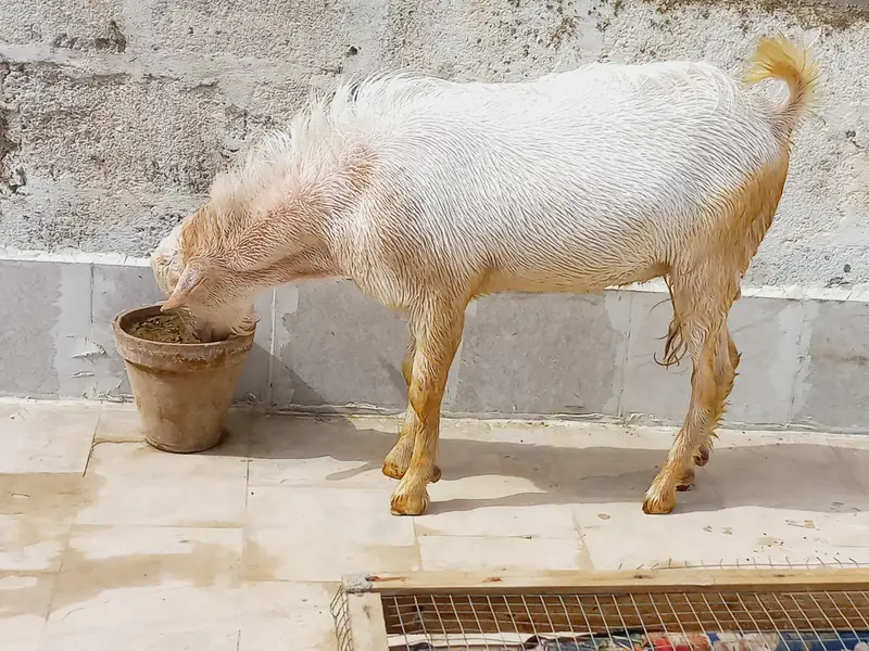 1 gulabi male hn & ek pure taddy male hn  0/3/1/3/1/1/5/1/6/6/9 — photo 9